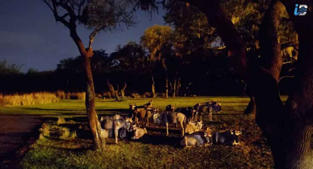 Experiencing the Nighttime Safari