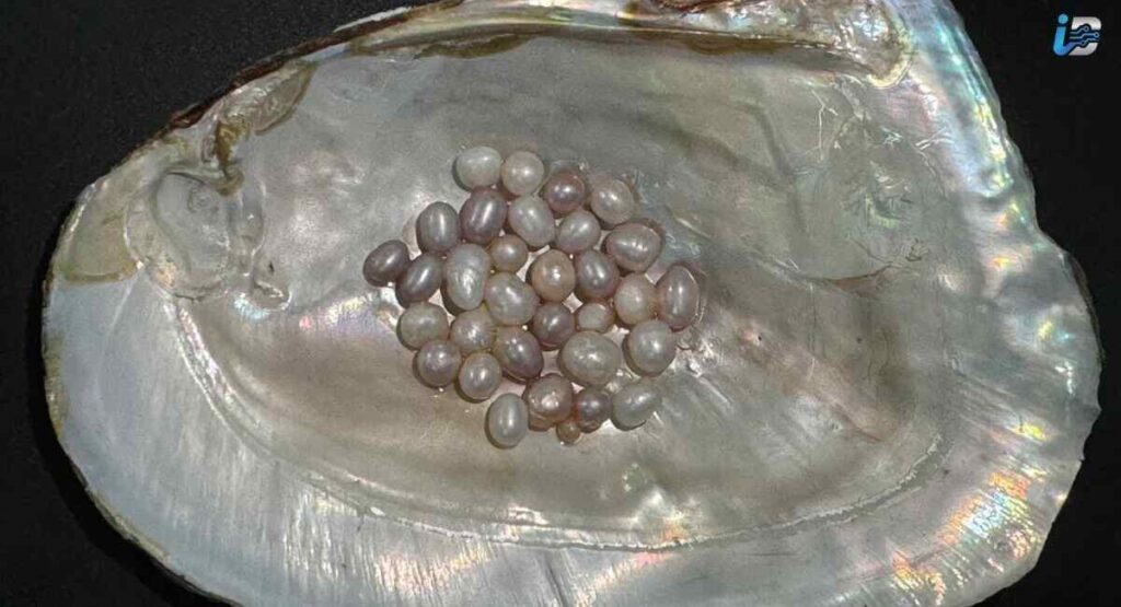 How Oysters Create a Pearl, Step by Step
