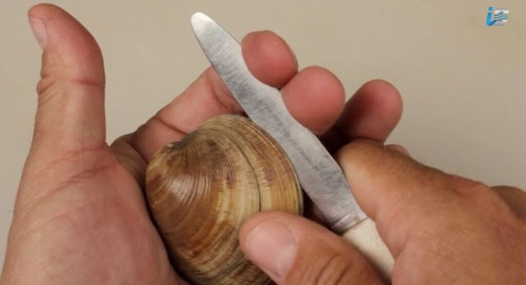 How to Tell If a Clam Might Have a Pearl Before You Open It