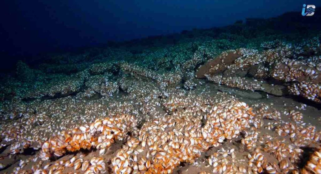 The Great Lakes Mussel Boom Nobody Remembers