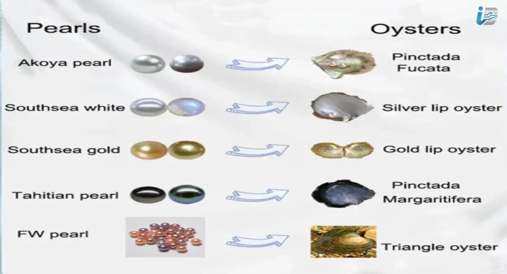 Types of Pearl Oysters and the Pearls They Produce
